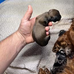 Brown Little Girl - Fawn (isabella) and tan female Dachshund puppy in Aragon, Georgia from Daschunds Unlimited