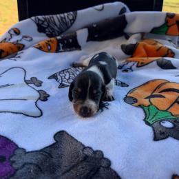 Abigail - Piebald female Dachshund puppy in Powell, Tennessee from Tall & Tiny TN k9s