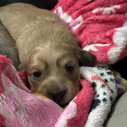 Maverick - Cream male Dachshund puppy in New Smyrna Beach, Florida from J & L Mini D’s