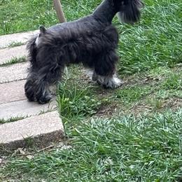 Gretal - Miniature Schnauzer