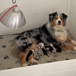 Australian Shepherd puppies from Headstrong Australian Shepherds