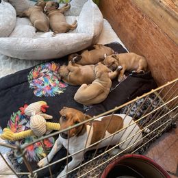 Rhodesian Ridgeback Puppies from Lyonnese Rhodesian Ridgebacks