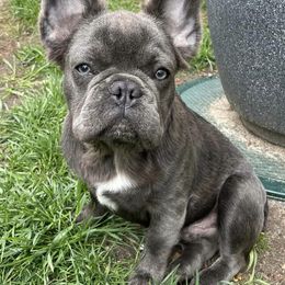 French Bulldogs from LuminitaFrenchies