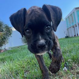 Boxer Puppies from Winchester Boxers