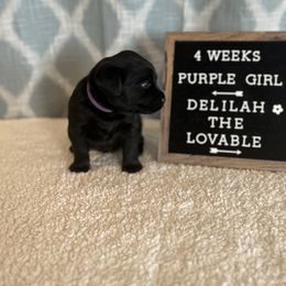 Girl 1 - Black Labrador Retriever puppy in Indiana from Little Yellow Creek Farms