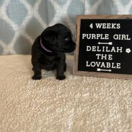 Girl 1 - Black Labrador Retriever puppy in Indiana from Little Yellow Creek Farms