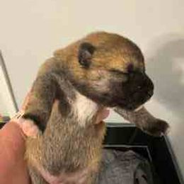 Amber - Sesame female Shiba Inu puppy in Tamarac, Florida from The Queen of Shibas