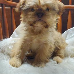 Cream Liver Female2 ( charting Imperial) - Liver female Shih Tzu puppy in Hillsdale, Michigan from Prairie Fen Farm