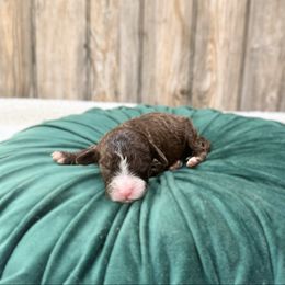Lucy - Tri-color female Australian Labradoodle puppy in Wamego, Kansas from Doodles of Oz