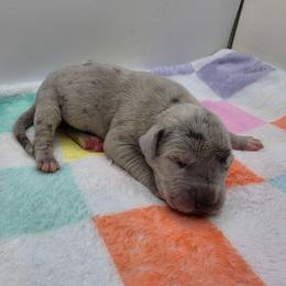 Aspen - Merle female Great Dane puppy in Kannapolis, North Carolina from Carolina Great Danes & Toy Poodles