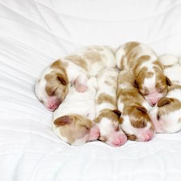 Cavalier King Charles Spaniel and Cavapoo Puppies from Red Skye Cavaliers and Cavapoos