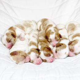 Cavalier King Charles Spaniel and Cavapoo Puppies from Red Skye Cavaliers and Cavapoos
