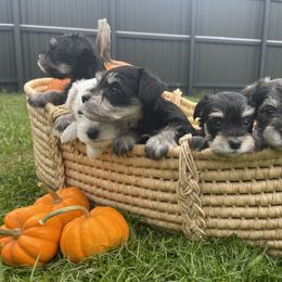 Miniature Schnauzer Puppies from Miniature Schnauzer Paradise llc