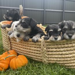 Miniature Schnauzer Puppies from Miniature Schnauzer Paradise llc