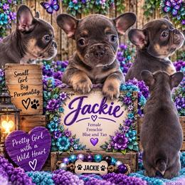 Jackie - Blue female French Bulldog puppy in Holton, Indiana from MoonShine Babies / OZ