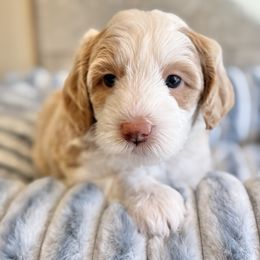 Scarlet - Fawn and white female Sheepadoodle puppy in Roseburg, Oregon from Sharon’s Sheepadoodle’s
