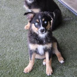 Kraken - Black tri-color female Australian Shepherd puppy in Sonoita, Arizona from Gardner Canyon Kennels