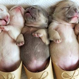 French Bulldogs from Jeanne's Exquisite Frenchies