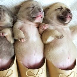 French Bulldogs from Jeanne's Exquisite Frenchies