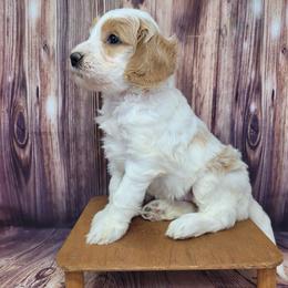 Kale - Parti female Goldendoodle puppy in Grabill, Indiana from Rose's Doodles