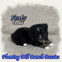 Fenty - Black tri female Toy Australian Shepherd puppy in Forestburg, Texas from Flaming Dill Ranch Aussies