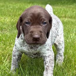 Girl 3 - White and liver female German Shorthaired Pointer puppy in Equinunk, Pennsylvania from AHHA Kennels
