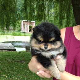 Pomeranian Puppies from Pampered Pom Pom babies