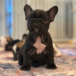 Sunshine - Brindle female French Bulldog puppy in San Diego, California from California Dream Frenchies