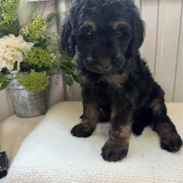 Gypsy - Phantom female Bernedoodle puppy in Hackleburg, Alabama from The Doodle Patch