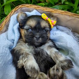 Korean Babydoll Cloudjumper - Brindle female Mal-Shi puppy in Barren Springs, Virginia from Seeking Shalom Acres Maltese, Maltipoos & Havamalts