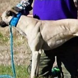 Whippets from QuiXandz