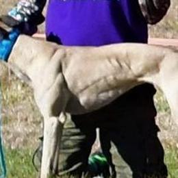 Whippets from QuiXandz