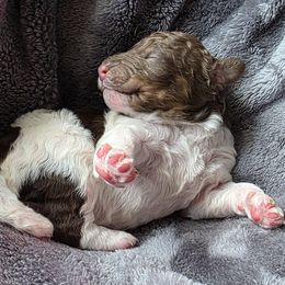 Quartz - Phantom male Poodle puppy in Pinedale, Wyoming from Courey Spire