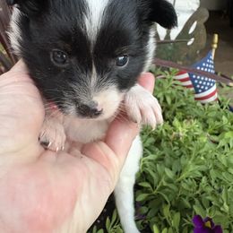 Sophia (pink) - White black and tan female Papillon puppy in Chattanooga, Oklahoma from Lottie Dottie Scottie’s and Papillons