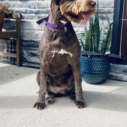 Aussiedoodles and Goldendoodles from BowenArrow Doodles and poodles