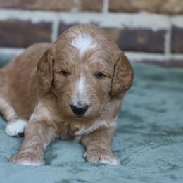 Atlas - Apricot male Goldendoodle puppy in Macclenny, Florida from Baker County Goldendoodles