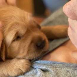 Golden Retrievers from GLAD's Goldens