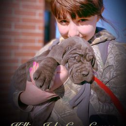 Cane Corso Puppies from Killing Joke Cane Corsos