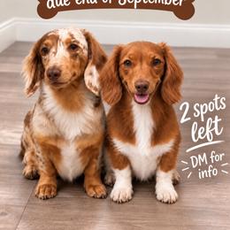 Dachshund puppies from WienerQuadDoxiesLV