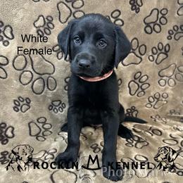 2nd Pick Female - Black female Labrador Retriever puppy in George West, Texas from Rockin M Kennel