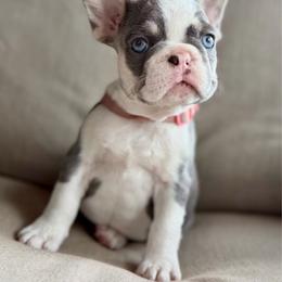 Peach - Tricolors female French Bulldog puppy in Wagoner, Oklahoma from Frenchie Frys