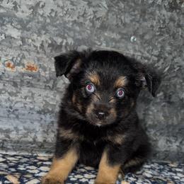 Bear jr - Black tri male Miniature Australian Shepherd puppy in Liberty, Mississippi from Liberty Oaks Aussies and Dachshunds
