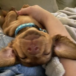 Dachshund Puppies from Penny’s Promises