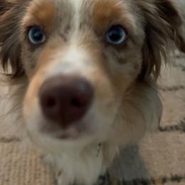 Benji - Miniature Australian Shepherd