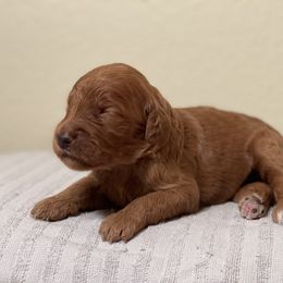 Double Doodle, Goldendoodle, Labradoodle, and Poodle Puppies from Amore Doodles & Poodles