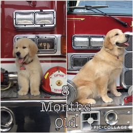 Golden Retriever and Pembroke Welsh Corgi Puppies from Silver Myst Acres