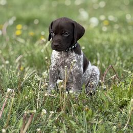 German Shorthaired Pointer Puppies from Upland Points Gun Dogs