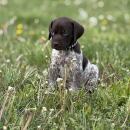 German Shorthaired Pointer Puppies from Upland Points Gun Dogs