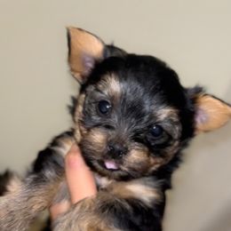 Yorkshire Terrier Puppies from QT Pie Pups