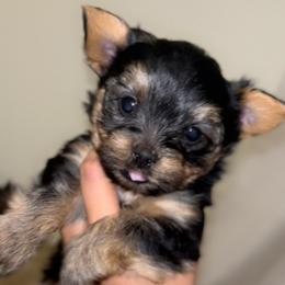 Yorkshire Terrier Puppies from QT Pie Pups